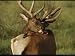 Brown-Headed Cowbird Stands Ready to Help an Elk Groom Itself Photographic Poster Pri...