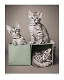 Bengal Kittens by Rachael Hale. Size 16.75 X 13.25