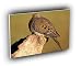 bird mourning dove A2 Large Canvas