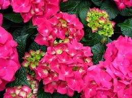 HYDRANGEA MACROPHYLLIA 39;TELLER RED39; IN 3 LITRE POT: Amazon.co.uk 