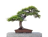 Bonsai Tree - 36