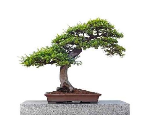 Bonsai Tree - 36