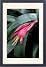 Framed Prints of DAD-1863 Billbergia windii - Hybrid bromeliad - a secluded high-walled garden from Ardea Wildlife Pets