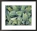 Waxy Coating of Hairs Helps to Prevent Moisture Loss from Leaves, Australia Framed Art Poster Print by Jason Edwards, 22x18