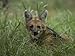 Maned Wolf at the Sedgwick County Zoo, Kansas Photographic Poster Print by Joel Sarto...