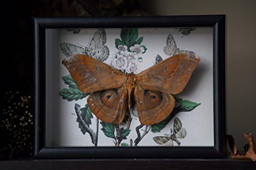 Asian Silk Moth Shadow Frame Museum Display