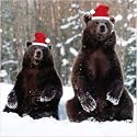 Shelter and St Mungos Charity Christmas Cards - Grizzly Bears (Pack of 8)