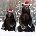 Shelter and St Mungos Charity Christmas Cards - Grizzly Bears (Pack of 8)