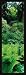 Garden Of Eden - Titoki Point Garden - N - Alain Le Toquin Art Print Poster 11 x 37