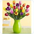 Tulips
