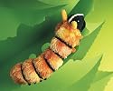 Plush Caterpillar Puppet 17"