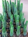 San Pedro Cactus 15 Seeds - Trichocereus pachanoi