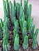 Outdoor Living : San Pedro Cactus 15 Seeds - Trichocereus pachanoi