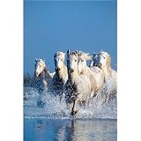 Clementoni 39125.7 - Puzzle Horses 1000 teilig