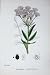 Botany Plants C1902 Great Water Parsnip Sium Latifolium