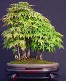 Japanese Maple 20 Seeds/Seed - ACER - BONSAI