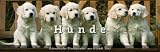 Produkt-Bild: Literarischer Tischkalender Hunde 2013