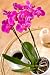 Phalaenopsis Orchid Plant