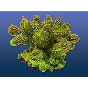 Natures Image No. 6A Pocillopora Green 8in x 7.5in x 4.5in Coral Reproduction by Natures Image