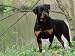Rottweiler Dog in Woodland, USA Animals Photographic Poster Print by Lynn M. Stone, 16x12