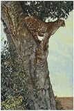(13x19) Kalon Baughan On the Lookout Art Print Poster