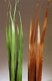 Oceana Palm 46 Tall by 2 Wide, Package of 12 Stalks