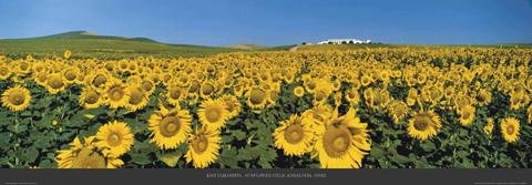 Cover image : Posters: Koji Yamashita Poster Reproduction - Sunflower Field, Andalucia, Spain (95 x 33 cm)