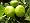 Genoa Purple Italian Fig Ficus Carica