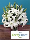 EarthShare Oriental Lilies