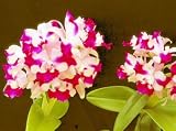 Lc Gaiety Flambeau 'Mendenhall'