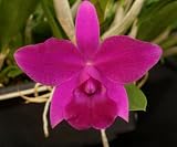 Lc Chicora 'Newberry' x Lc Mini Purple 'Tamami-4N'