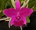 Lc Chicora 'Newberry' x Lc Mini Purple 'Tamami-4N'