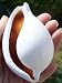 Large Egg Cowrie Seashell White Ovula Ovum Sea Shell