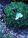 Echo Valley 4434 Luna Lite Calla Lily, Green