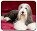 Bearded Collie Mousepad