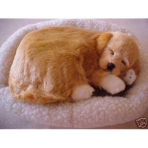 Pet Nap Sleeping Golden Labrador Retriever Puppy by 