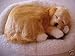 Sleeping Dog Pet Nap - Tan Lab [Misc.]