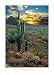 Saguaro Valley I by R Lobig Fine Art Print / Poster 19.75 x 27.50 in.