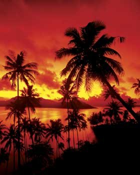 Sunset in Fiji (Palm Trees, Red Sky) White Wood-Mounted Art Poster Print – 16″ X 20″