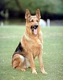 German Shepherd 16 x 20 Animals Art Print Posters