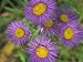Tahoka Daisy, St. Mary, Montana, USA Photographic Poster Print by Darrell Gulin, 24x1...