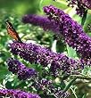Buddleia Black Knight Butterfly Bush Oldtimer/Hardy 4 inch pot