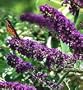 Buddleia Black Knight Butterfly Bush Oldtimer/Hardy 4 inch pot