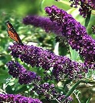 Black Knight Butterfly Bush - Buddleia - Oldtimer/Hardy