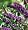 Butterfly Bush Buddleia 'Black Knight' Starter Plant Hardy Old Favorite
