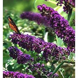 Black Knight Butterfly Bush - Buddleia - Oldtimer/Hardy