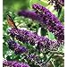 Buddleia Black Knight Butterfly Bush Oldtimer/Hardy 4 inch pot