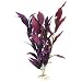 African Sword Plant with Flowers in Plum Size: Mini (0.5