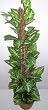 3' Vining Syngonium on Wood