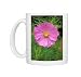 Photo Mugs of Cosmos Bipinnatus - Psycho . July flowering from Ardea Wildlife Pets